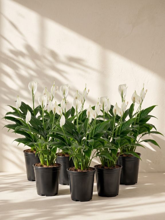 SPATH PLANT IN GROWER POT